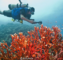 Canon G10, Ikelite housing, strobes and dome by Bill Arle 